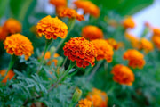 Vibrant Bloom Marigold Seeds