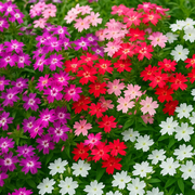 Twinkle Star Phlox Seeds