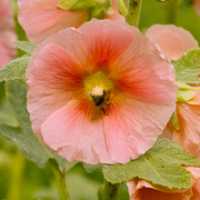 Peach Hollyhock Seeds