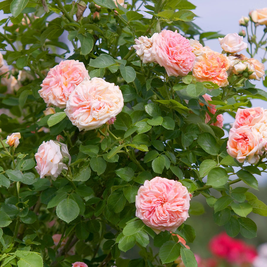 Pink Climbing Rose Vine Seeds