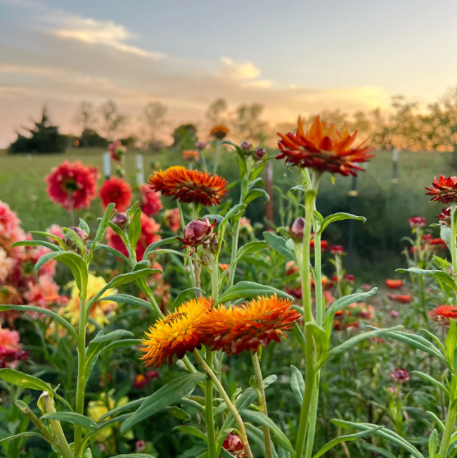 Strawflower Seeds, Orange Double