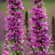 Purple Loosestrife Seeds