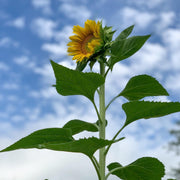 Russian Mammoth Sunflower Seeds