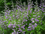Mad Dog Skullcap Seeds