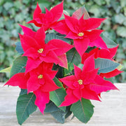 Christmas Star Poinsettia Seeds