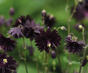 Black Barlow Columbine Seeds