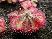 Carnivorous Sundew Seeds