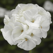 White Geranium Seeds