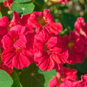 Cherry Rose Jewel Nasturtium Seeds