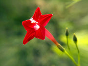 Cypress Vine Ipomoea Quamoclit Seeds