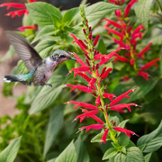 Aromatic Pineapple Sage Seeds, Herbal