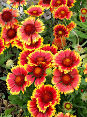 Gaillardia Blanket Seeds