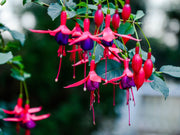 Mixed Colors Fuchsia Seeds