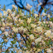 Fragrantissima Lonicera Seeds