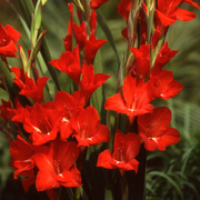 Vibrant Red Gladiolus Seeds
