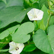 Night Blooming Vine Moon Seeds