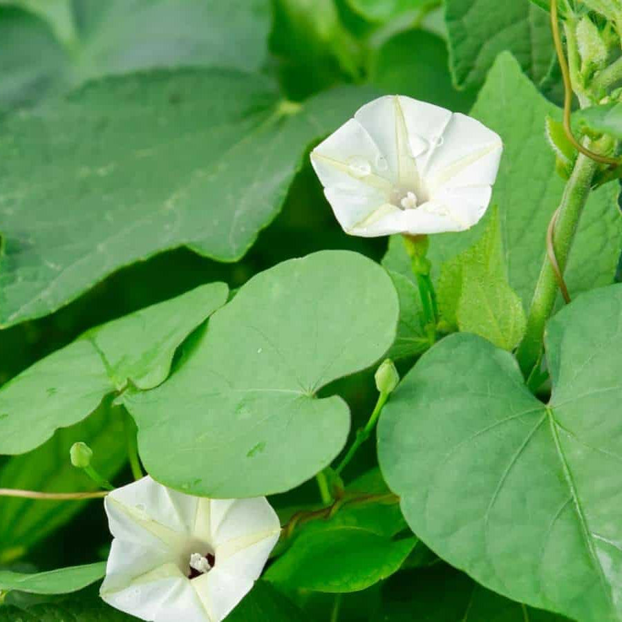 Night Blooming Vine Moon Seeds