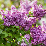 Syringa Vulgaris Lilac Seeds