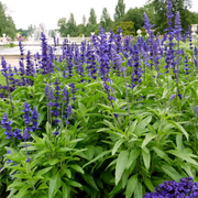 Blue Salvia Seeds