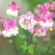 Pink Petticoat Columbine Seeds