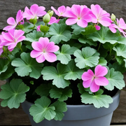 Ivy Geranium Seeds