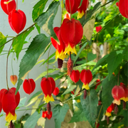 Trailing Lantern Abutilon Megapotamicum Seeds