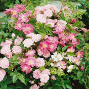 Rosa Seeds - Chinensis 'Angel Wings Seeds