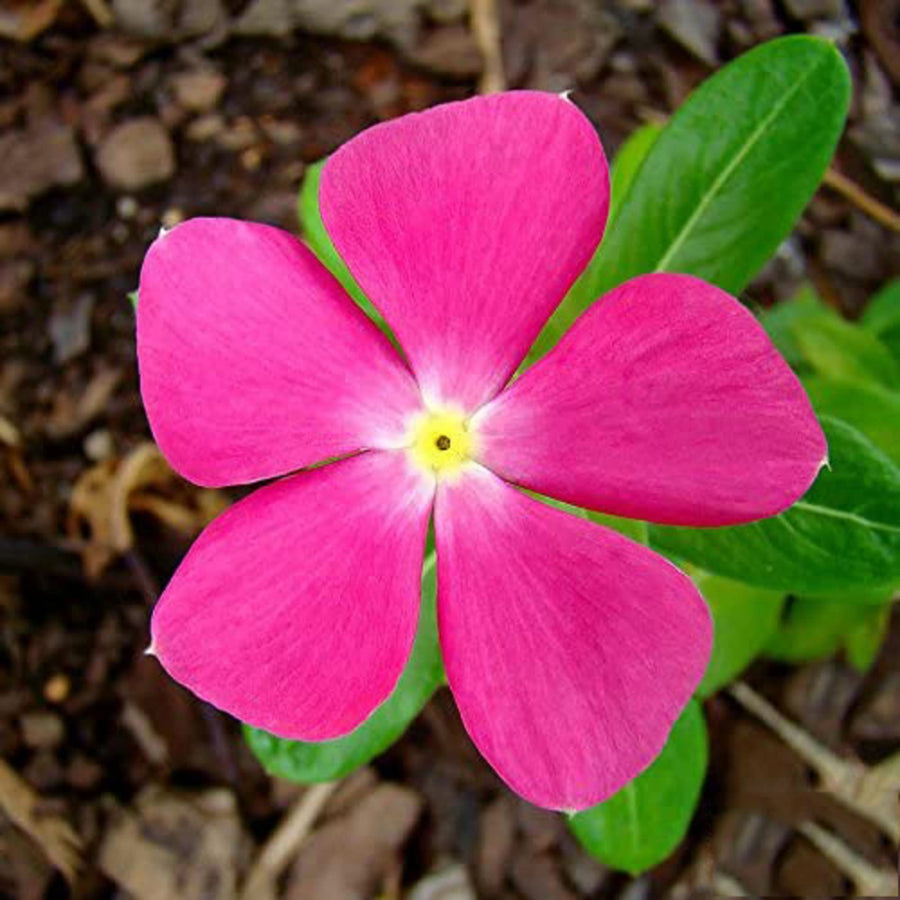 Pink Rosy Periwinkle Seeds