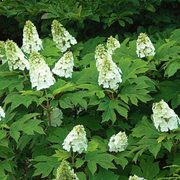 Hardy Oakleaf Hydrangea Seeds