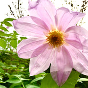 Imperialis Dahlia Seeds