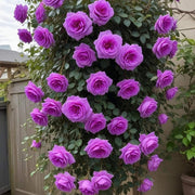 Hardy Japanese Rose Seeds