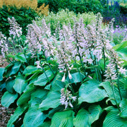 Blue Angel Plantain Lily Seeds
