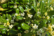 Tobira Pittosporum Seeds