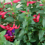 Hardy Perennial Fuchsia Seeds