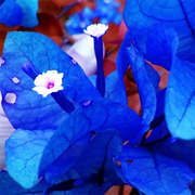 Blue Spectabilis Bougainvillea Seeds