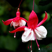 Red White Fuchsia Seeds