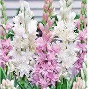 Pink Tuberose Seeds