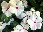 Bright Eyes Periwinkle Seeds