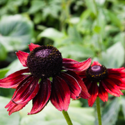 Cherry Brandy Rudbeckia Seeds