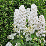 White King Larkspur Seeds