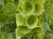 Bells of Ireland Seeds, Flower Planr