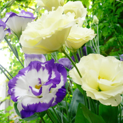 Prairie Gentian Lisianthus Seeds