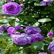 Purple Climbing Rose Seeds
