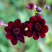 Chocolate Cosmos Cosmos Seeds