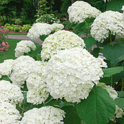 Hardy Smooth Hydrangea Seeds