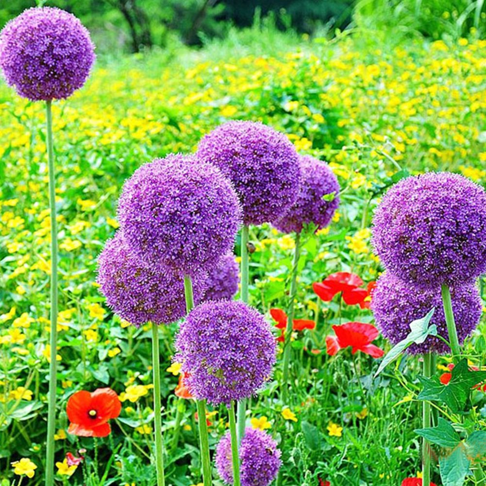 Giant Allium Globemaster Seeds