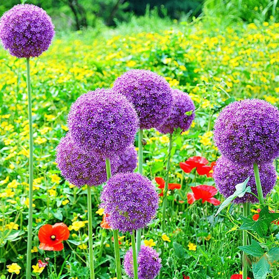 Giant Allium Globemaster Seeds