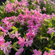 Wild Pink Silene Caroliniana Seeds