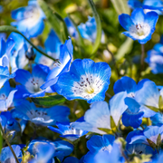 Baby Blue Eyes Nemophila Seeds