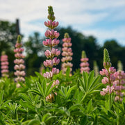 Wildflower Pink Lupine Seeds